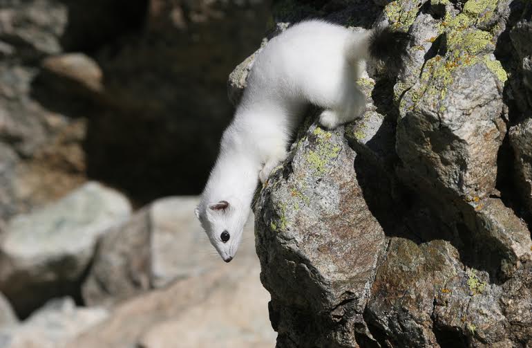 Biodivesità delle praterie alpine